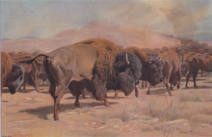 American Bison